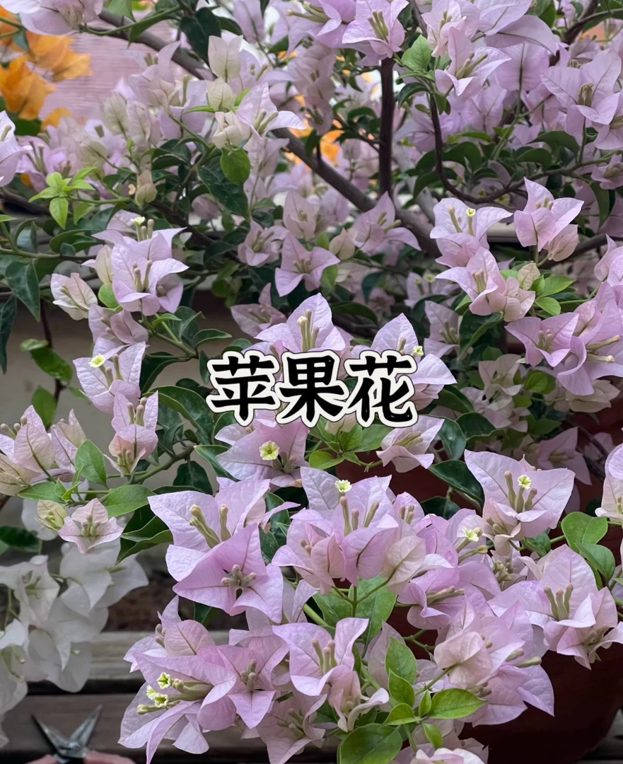 【苹果花1颗苗】三角梅四季开花勤花庭院阳台爬藤耐寒好养 遇见基地