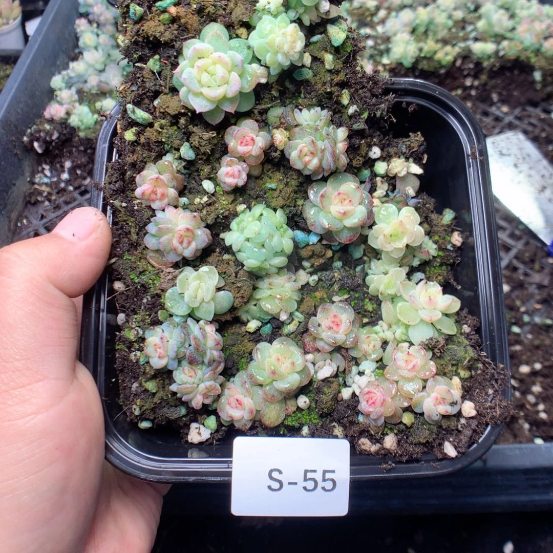 无花朵S55英语英语