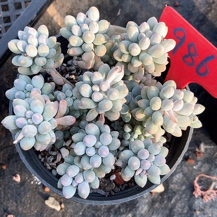 多肉植物手指986