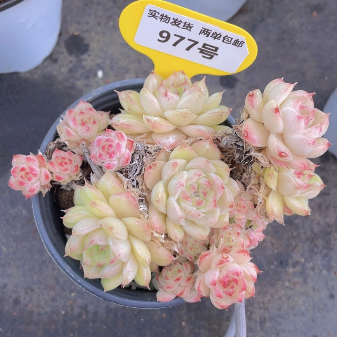 977号粉女王群生一个不包整