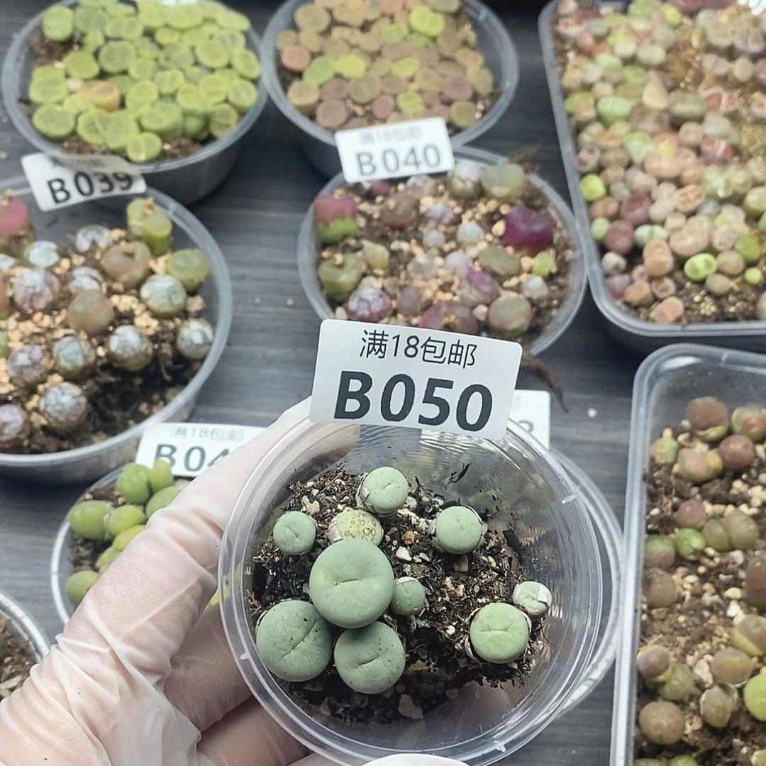 梦*城50啊快快乐乐了咯