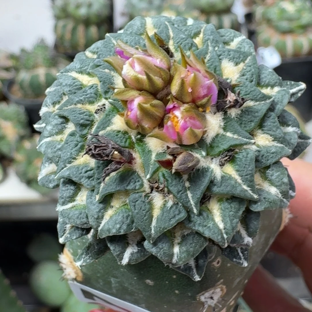 【闪购商品】无花朵欧系红花馒头姬牡丹387