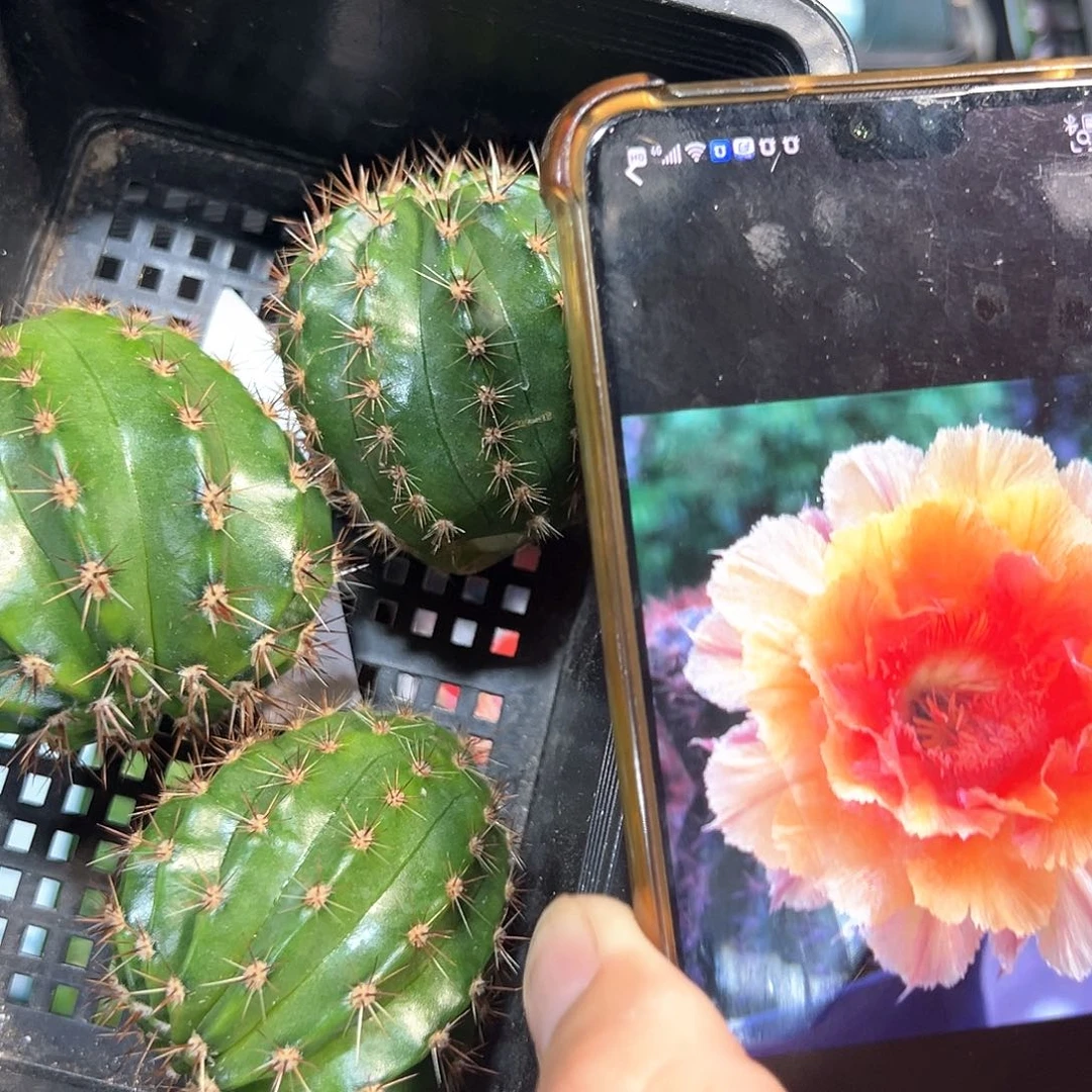 072彩草仙人球侧芽一颗往事
