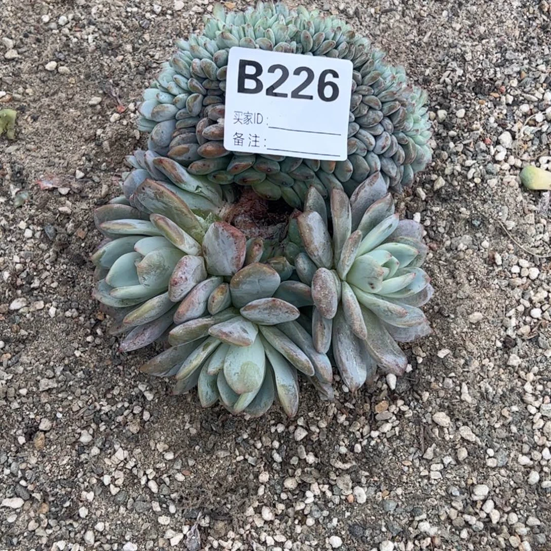 君***意b226多肉多肉多肉可切胸花