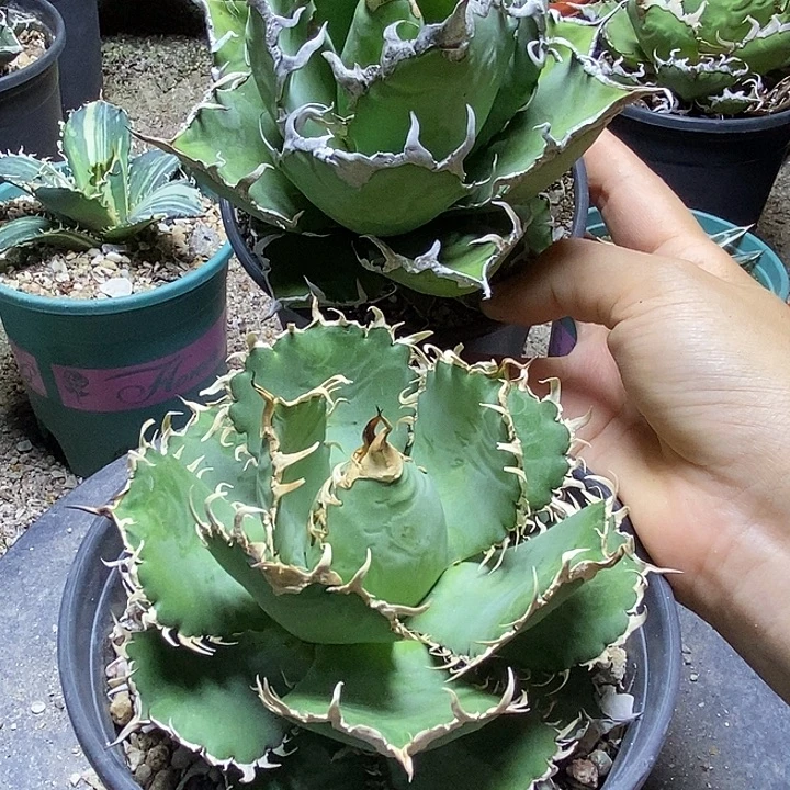 梨***。两棵。   龙舌兰。