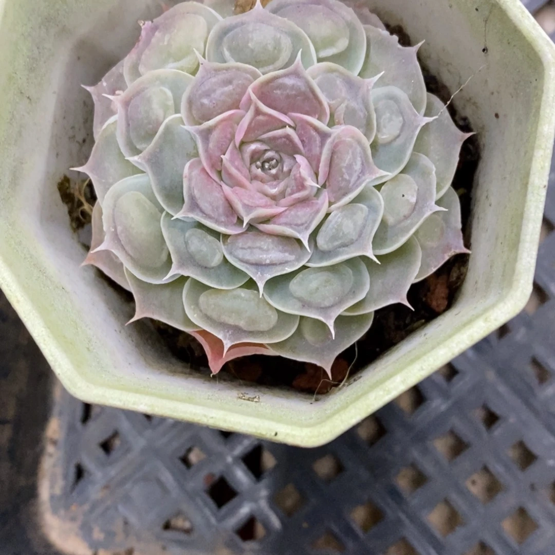 精品多肉一物一拍不包整64