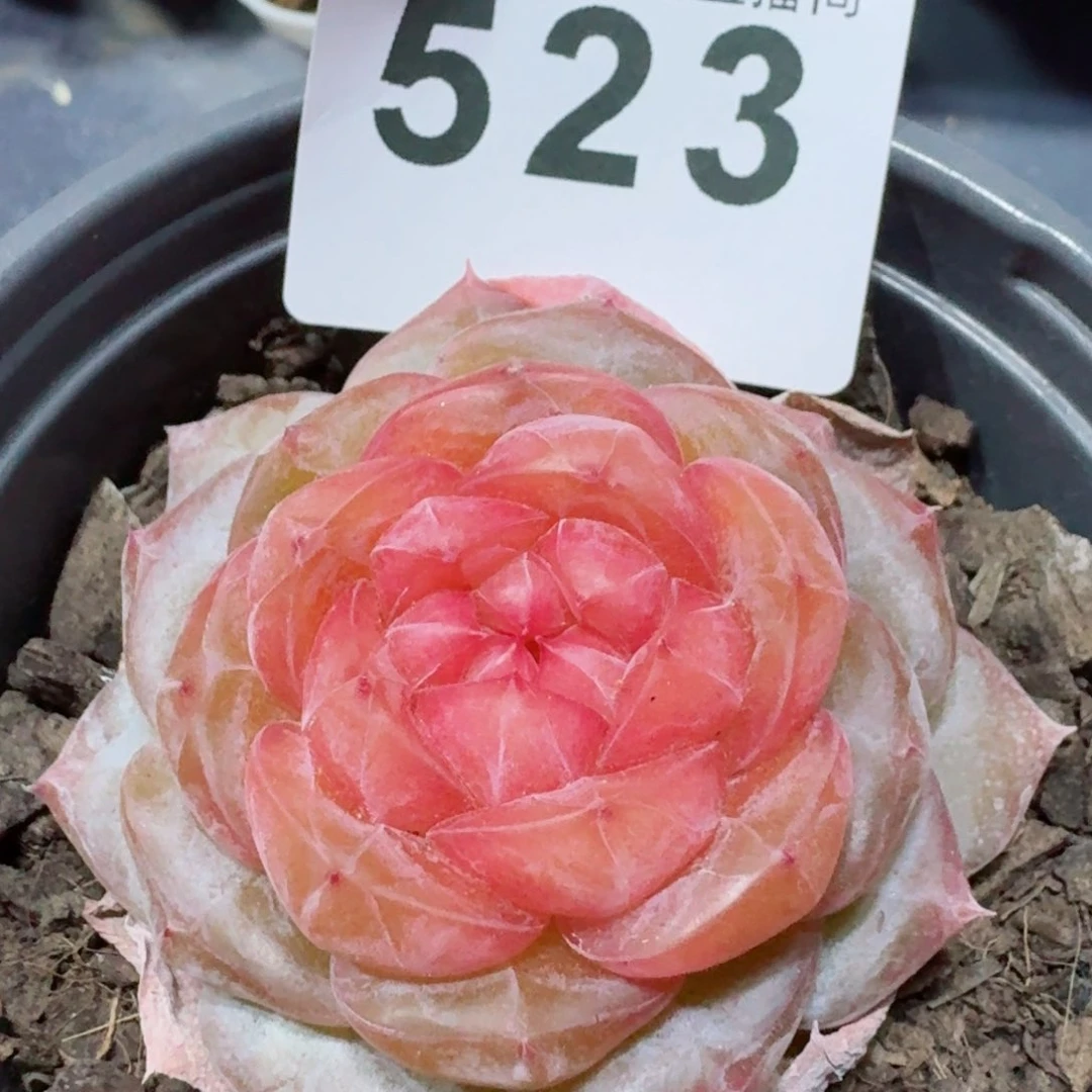 母本         精品多肉