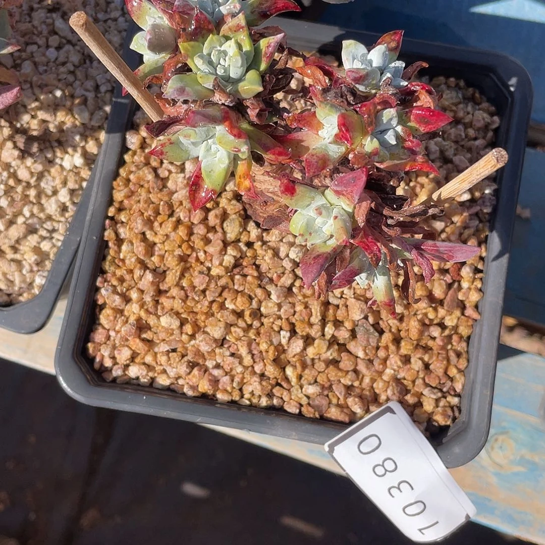 Y*刘丹多头老桩10380