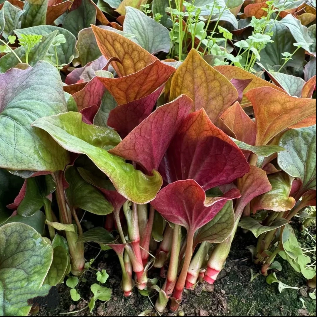 新鲜露天当季鱼腥草折耳根嫩叶