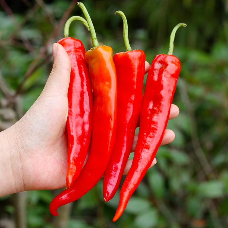 4.5斤3斤做辣椒酱红辣椒农家土辣椒红色辣妹子包邮