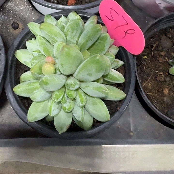 森林之心579多肉植物