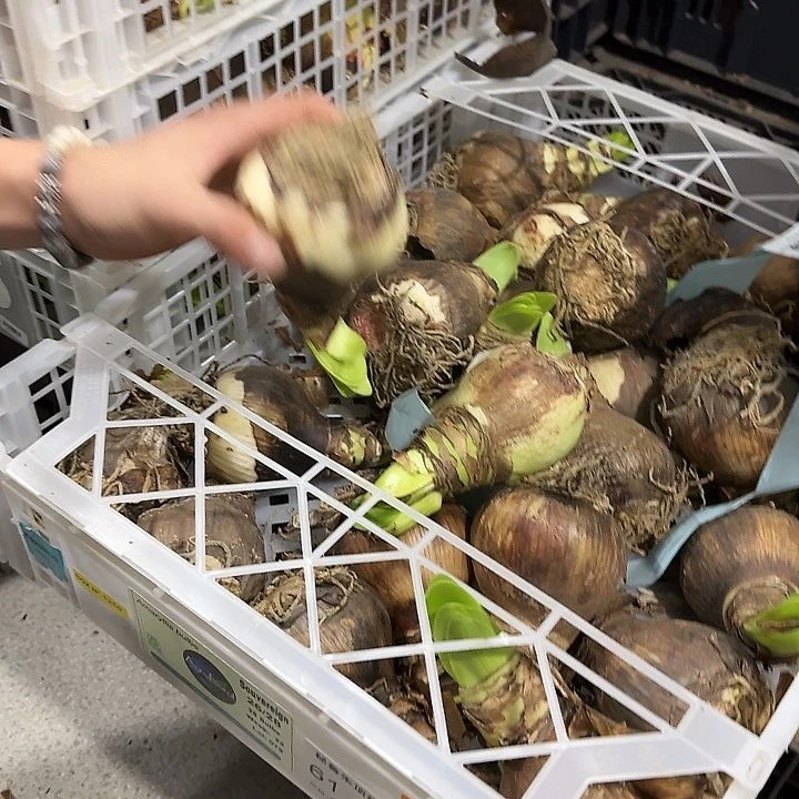 橙色塞维刀伤球7.5公分
