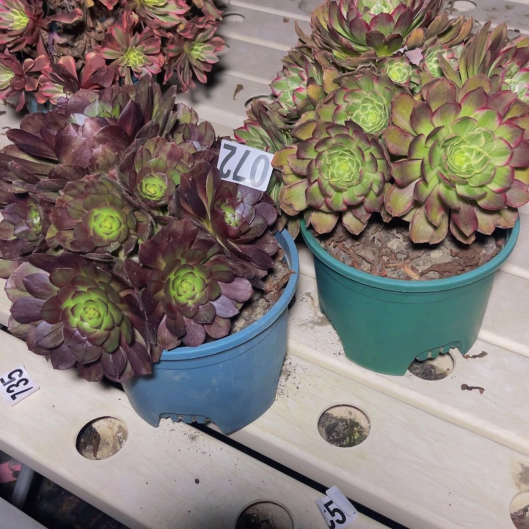 两盆法师7/////////41包邮