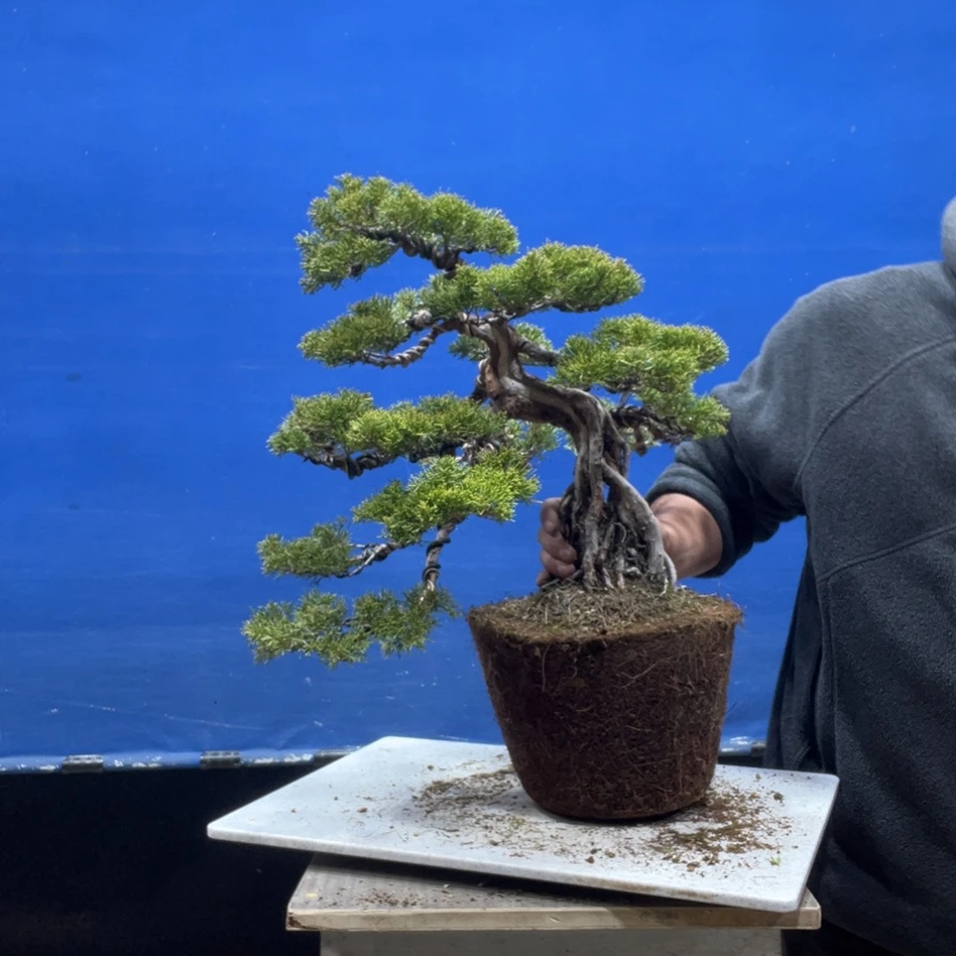 无花朵888888888888