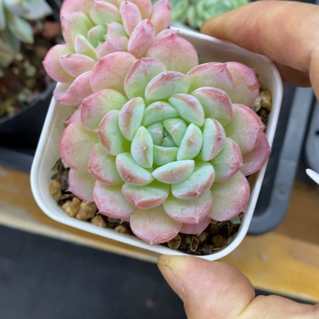 精品多肉一物一拍不包整284