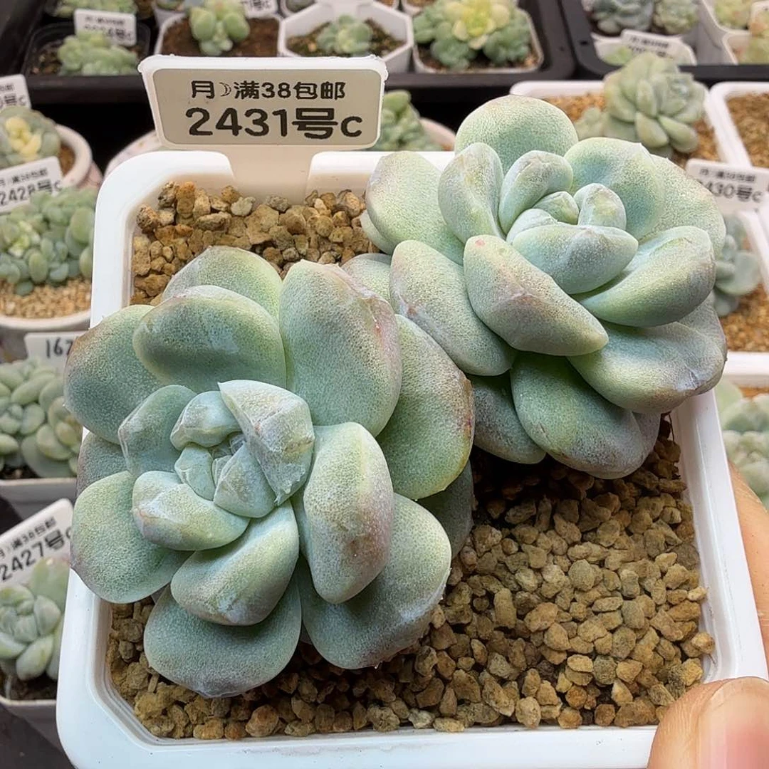 花仙子专拍2431号冰玉石化
