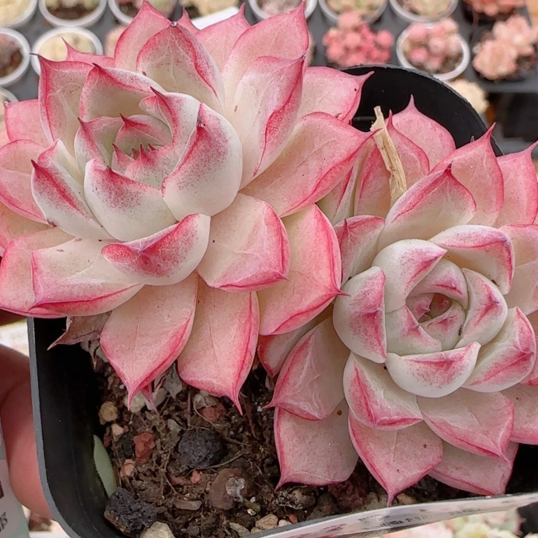 花语多肉1213-225女王散