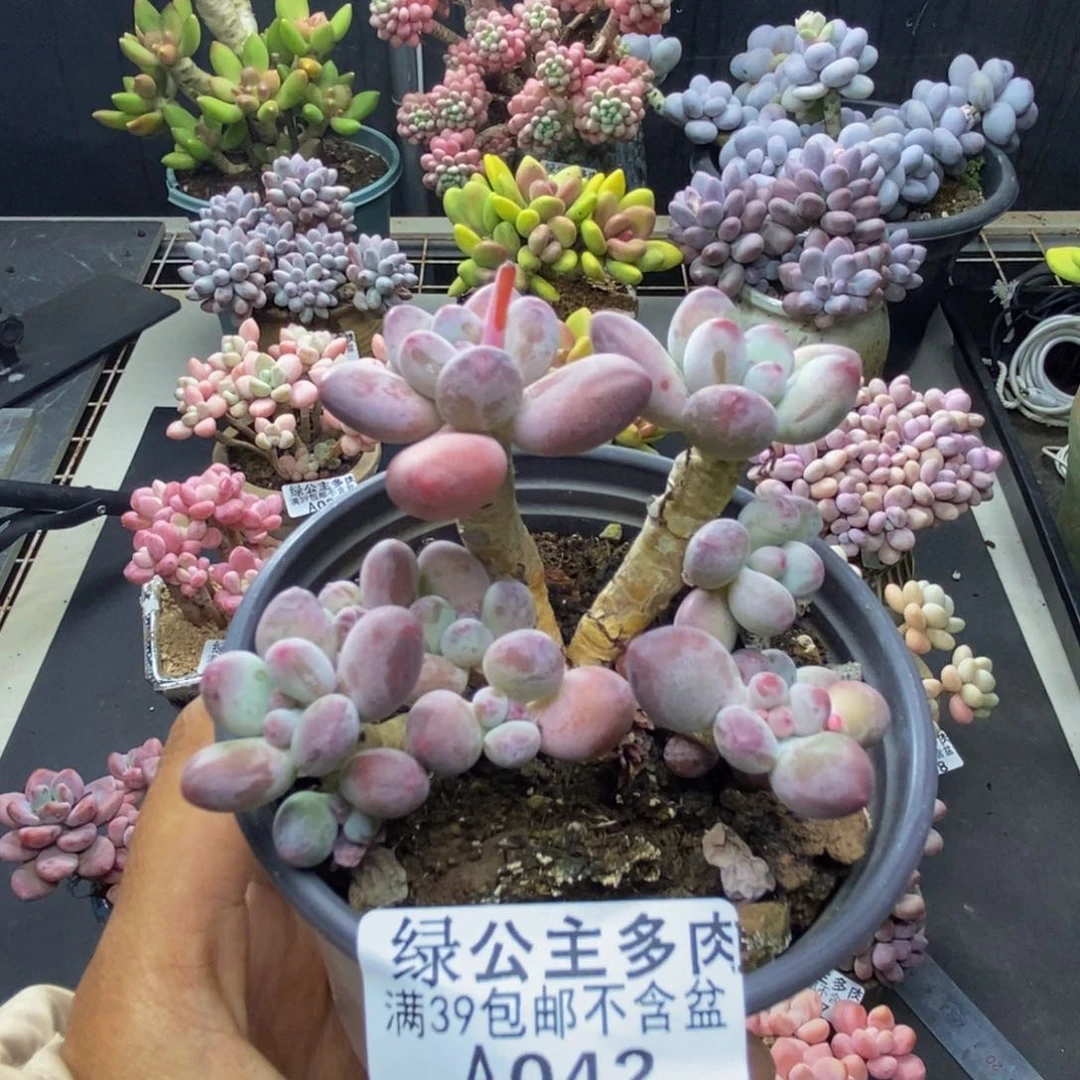 042苹果奶一代多肉7c m