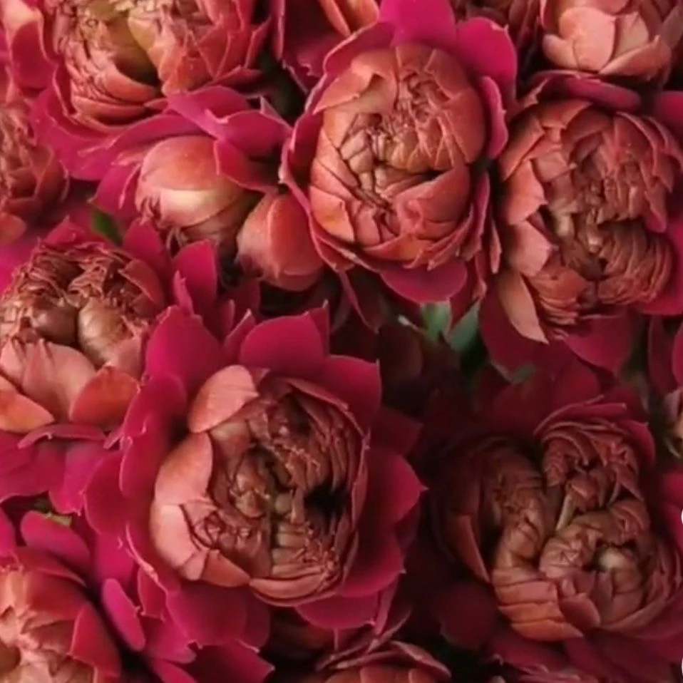 超大花宝塔110长寿盆栽花