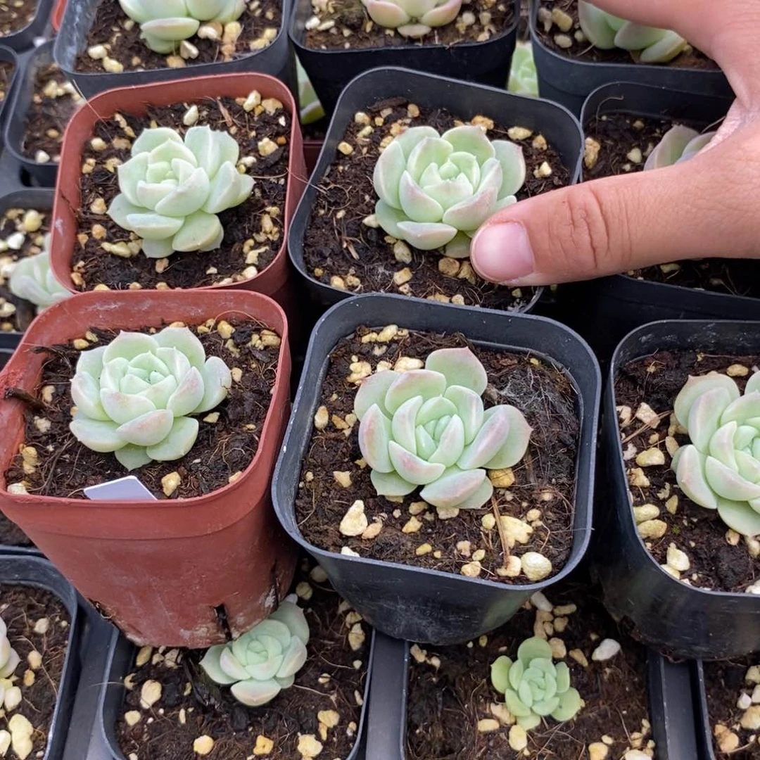 上盆良辰一个多肉