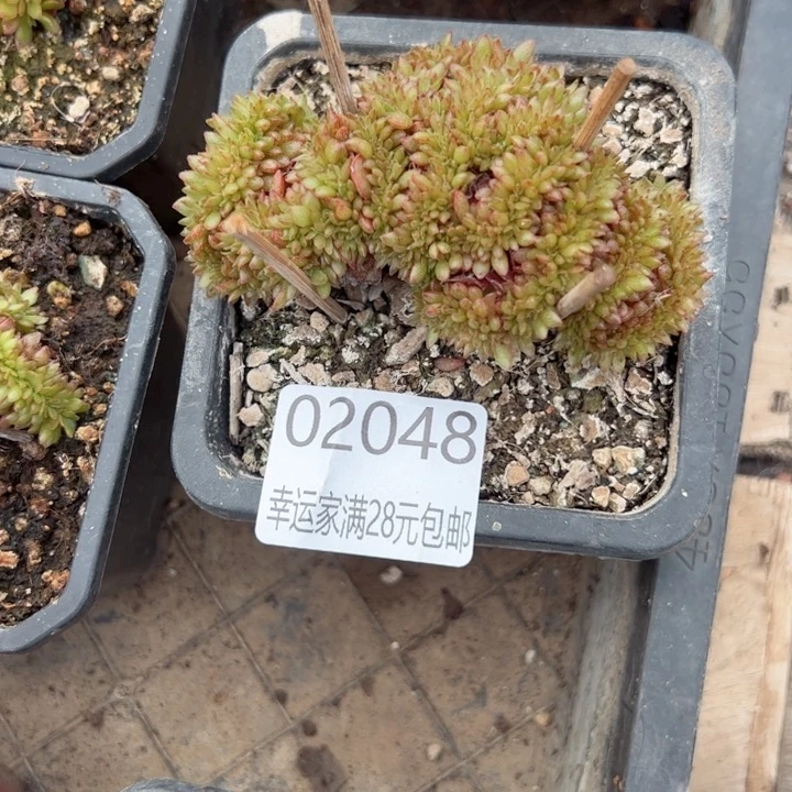 幸运颜色白色黑色高跟鞋墨镜手拿包。