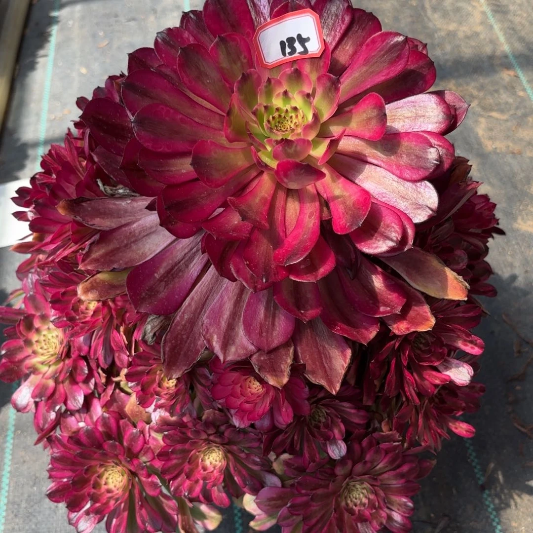 草***?135粉肌变易多肉植物绿植