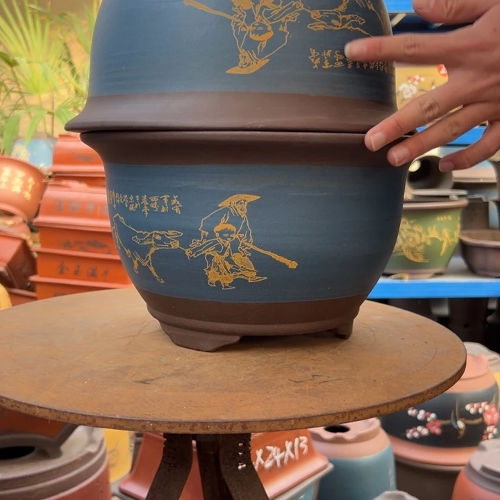 30+30蓝放牛娃三角金钟花盆花盆