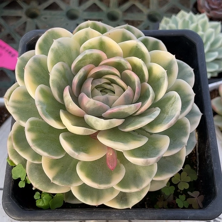 彩色昂斯诺锦一物一拍