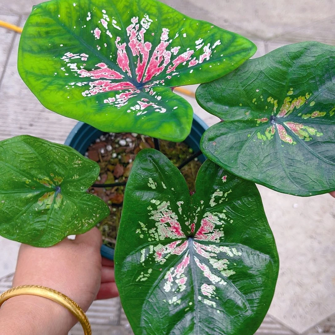 完全开放泰彩一物一拍3004