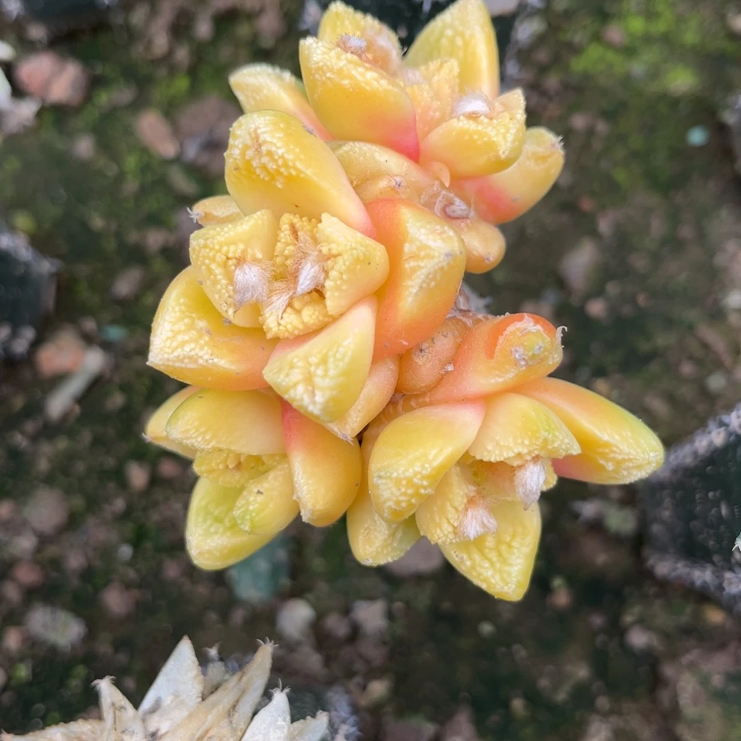 仙人球仙人球福利出