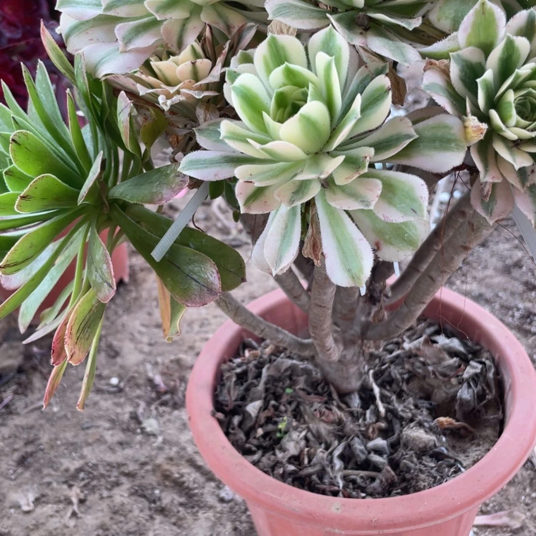 依****师100000000000234