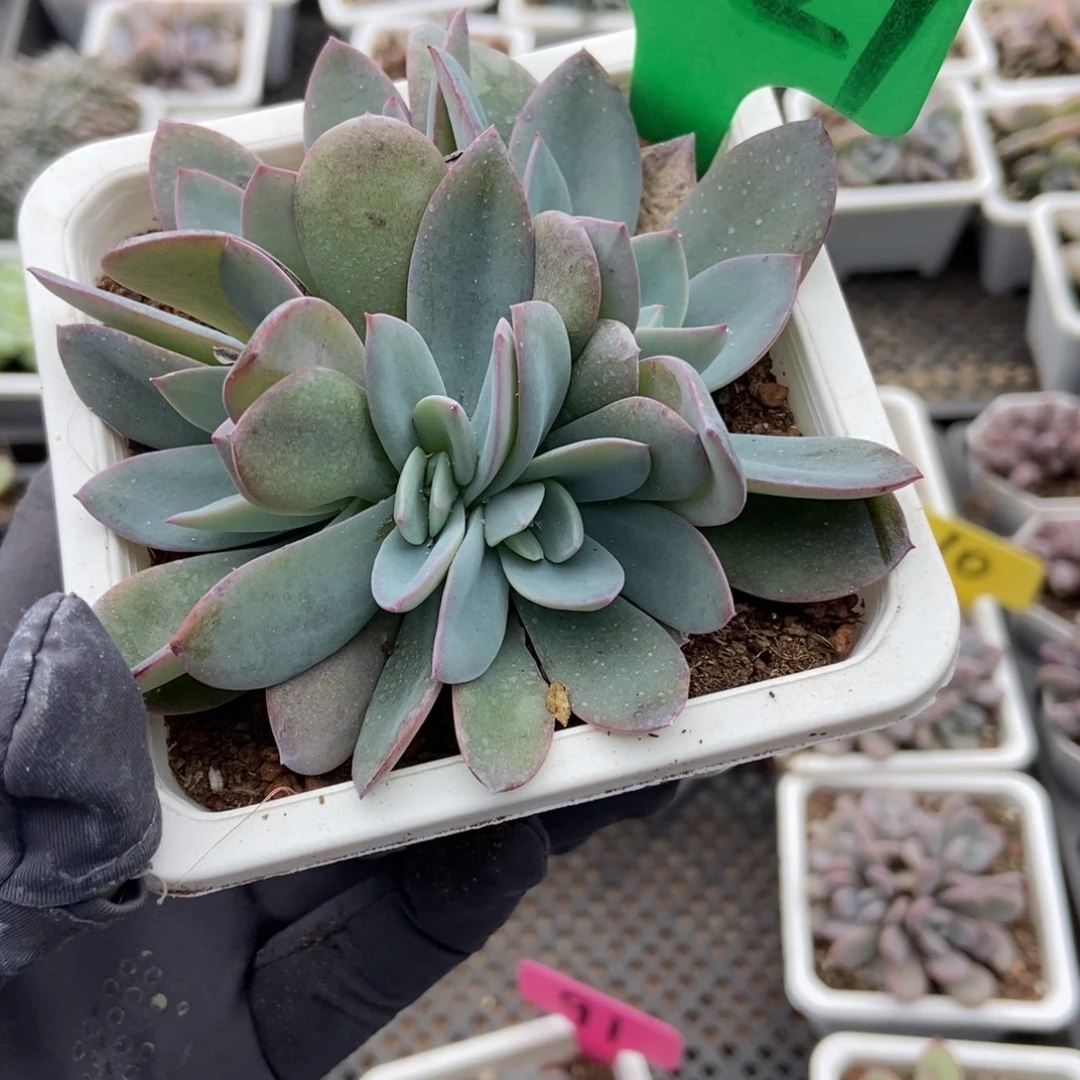 2027布鲁蓝多肉植物