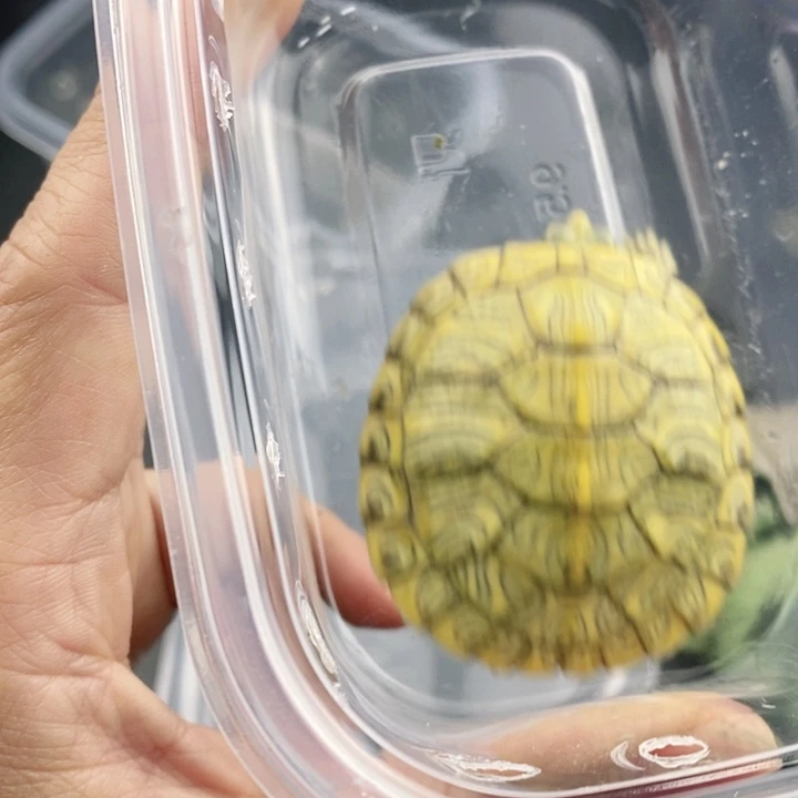 巴西彩龟母66666666