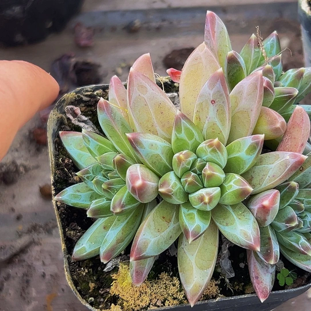 美美精品多肉美人系