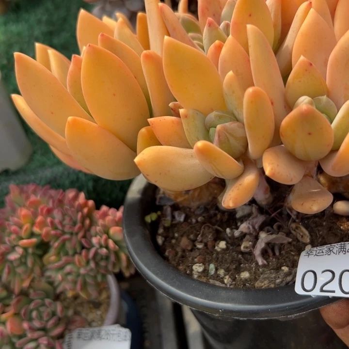 幸运儿是一位非常优秀幸运