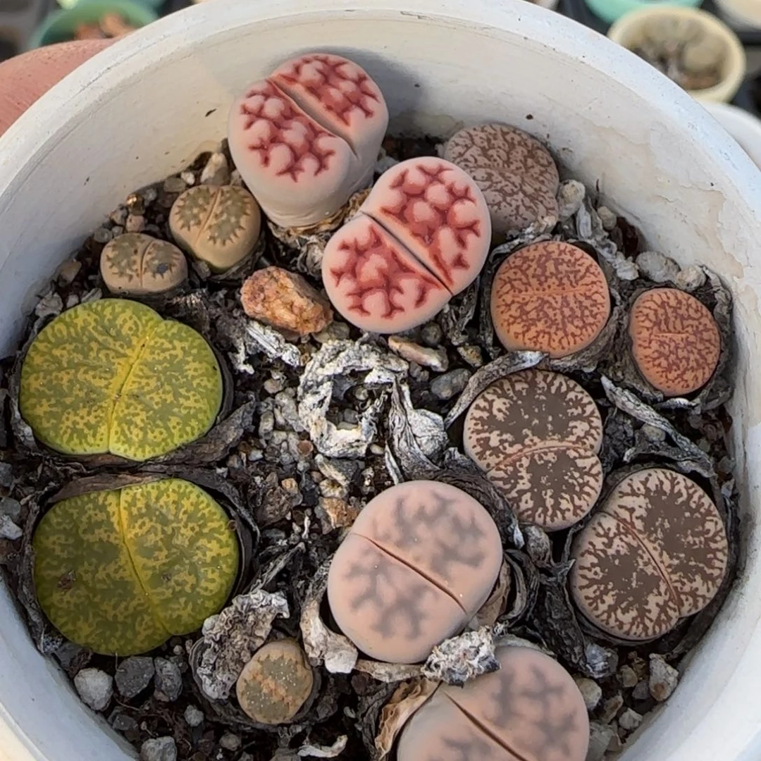 一***帅10.29一盆带盆发8113