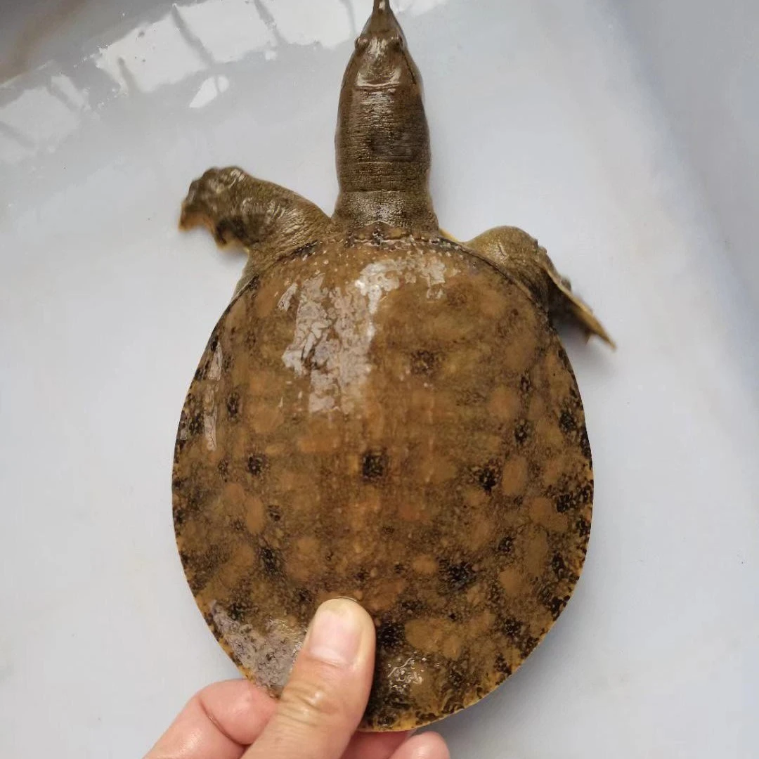 鲜活外塘防野老甲鱼顺丰包邮