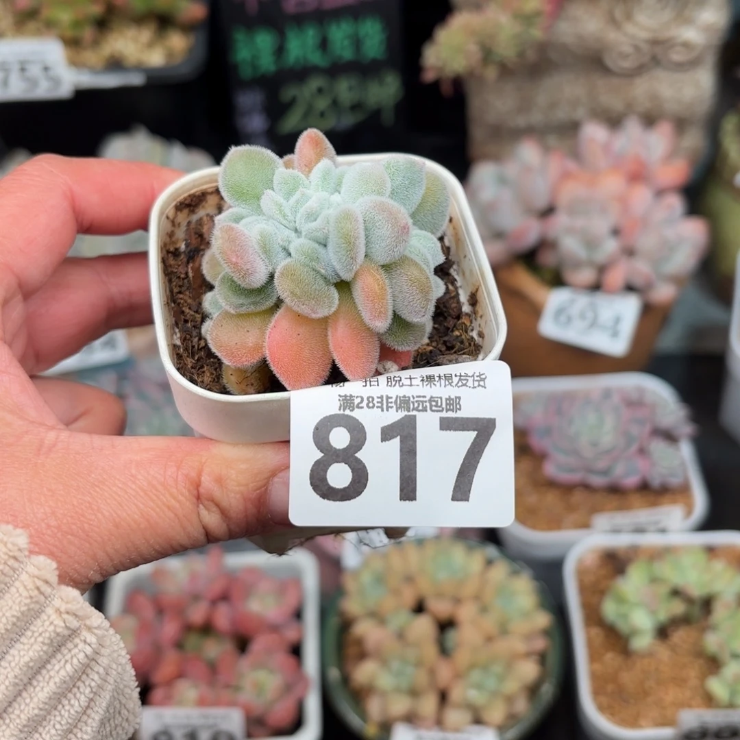雪晃星缀化无盆土发货