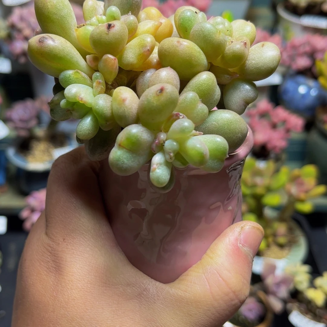 087比尔盖茨9厘米多肉