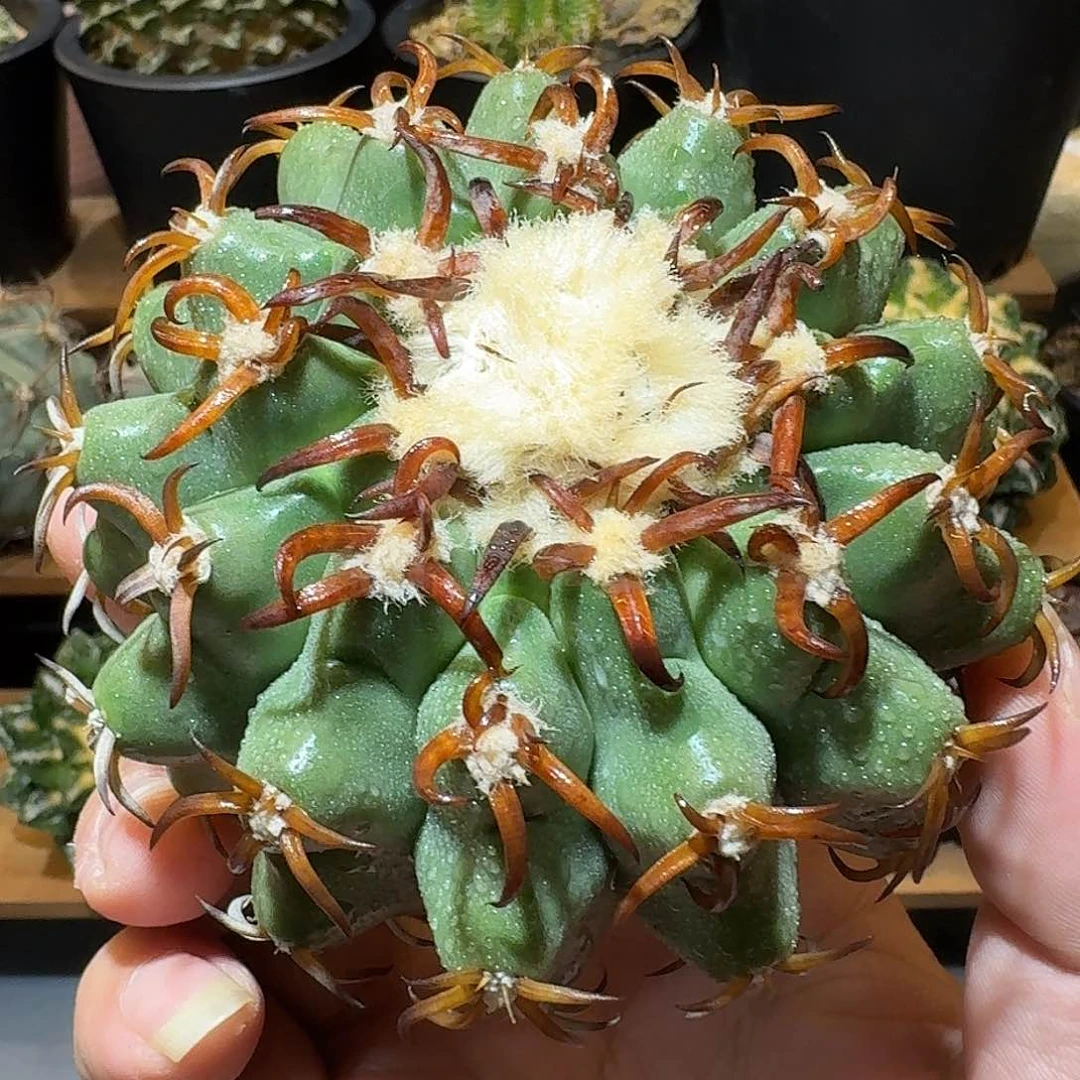 老*猫爪圆盘玉仙人球