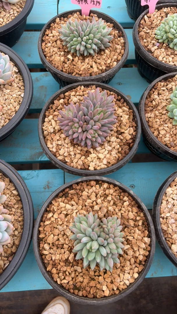 红蜻蜓群生旺财多肉