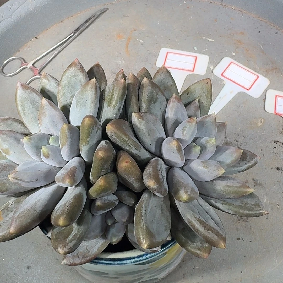 酷***多多多哥特老桩一颗自然发根