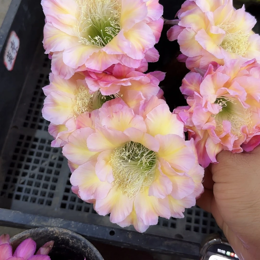 马乙侧牙四公分左右17