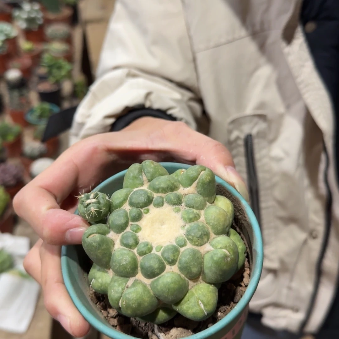 景树园艺 有根无刺象牙