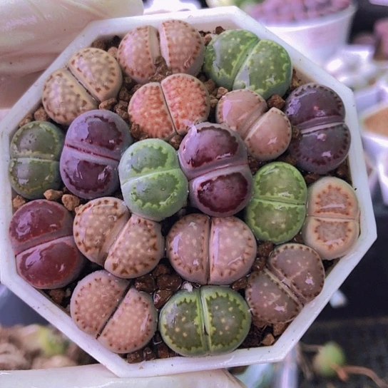 无花朵1004，彩色饼干1.5厘米左右18颗