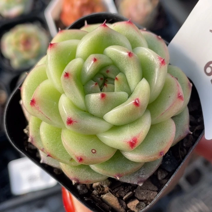 658号糖心冰心珍妮 M126