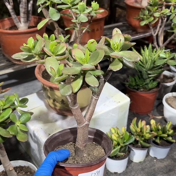 冬***迟当前无花栽培后可以开花韩国紫叶25