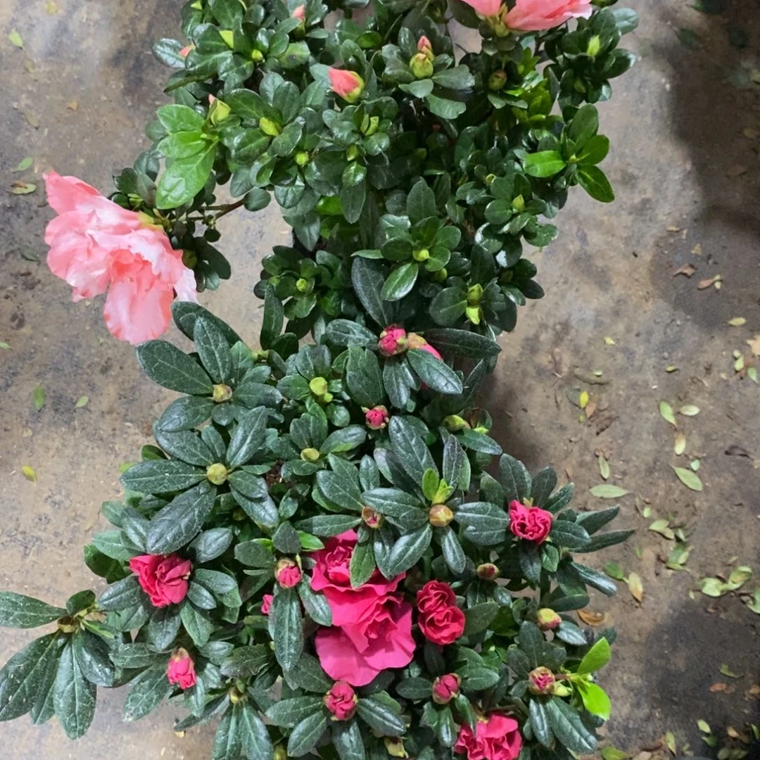 完全开放000000333