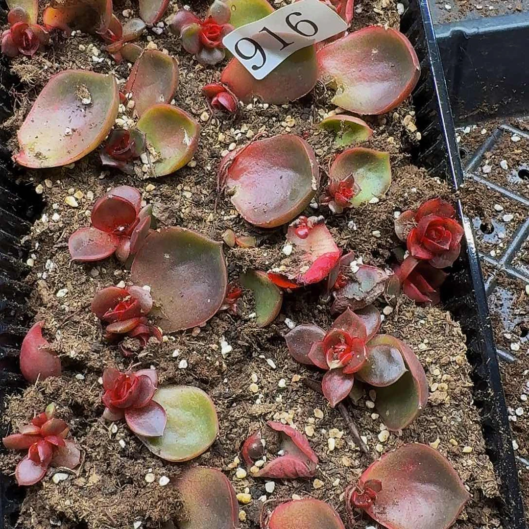 嘘多肉植物多肉植物916