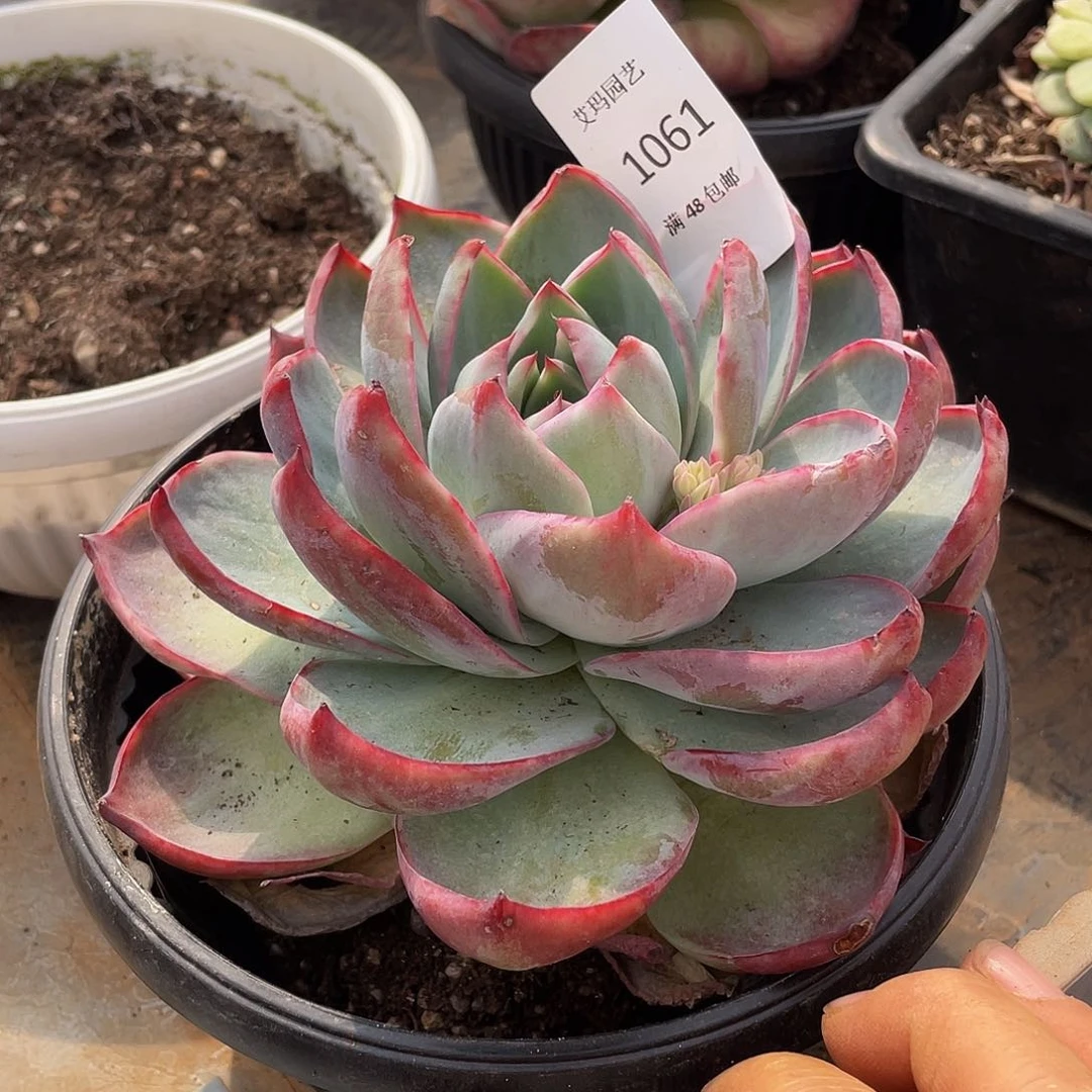 惊鸿061多肉多肉多肉